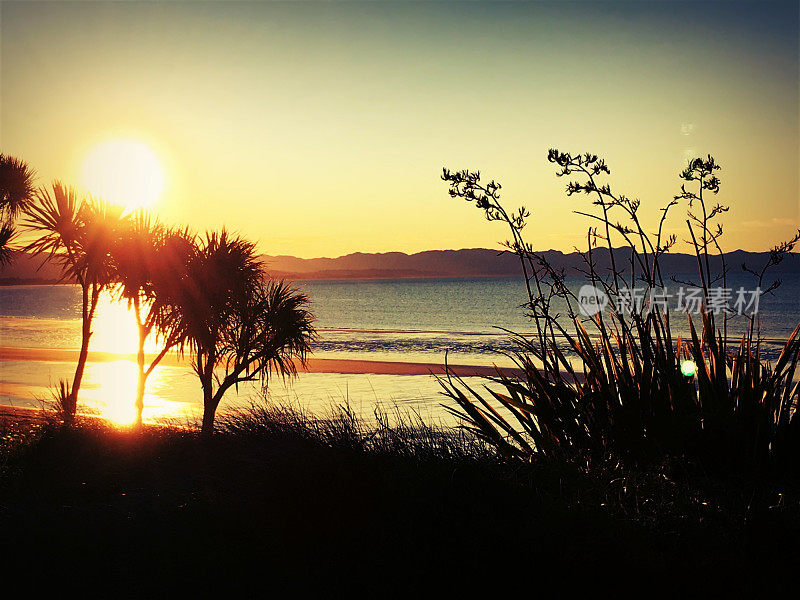 New Zealand / Aotearoa by Sunset;Harakeke (Phormium)和Ti Kouka (Cordyline Australis)的黄昏